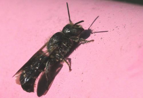 Réf. 266 807 : Chelostoma rapunculi